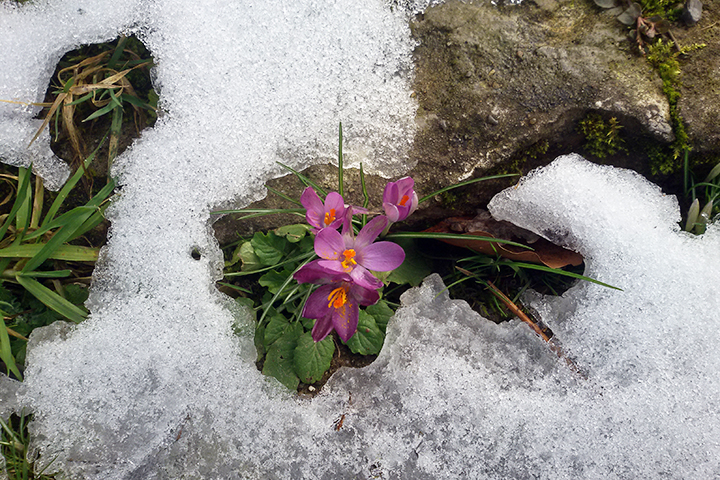 Zaghaft strecken die Krokusse im Vorfrühling Ihre Blüten durch den letzten Schnee.