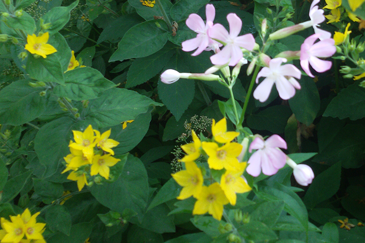 Gilbweiderich ist beliebt bei Wildbienen, kann als Färbepflanze benutzt werden und wird in der Volksheilkunde eingesetzt. Im Juni steht er in voller Blüte.